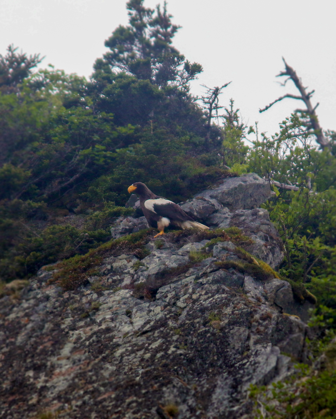 Steller's Sea Eagle