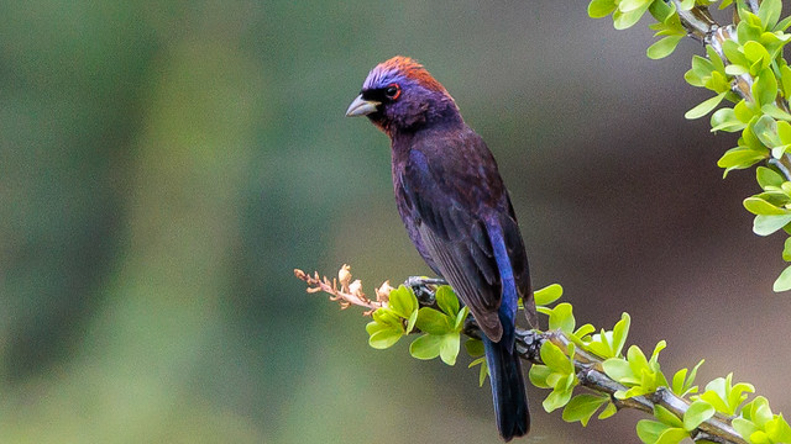 Varied Bunting