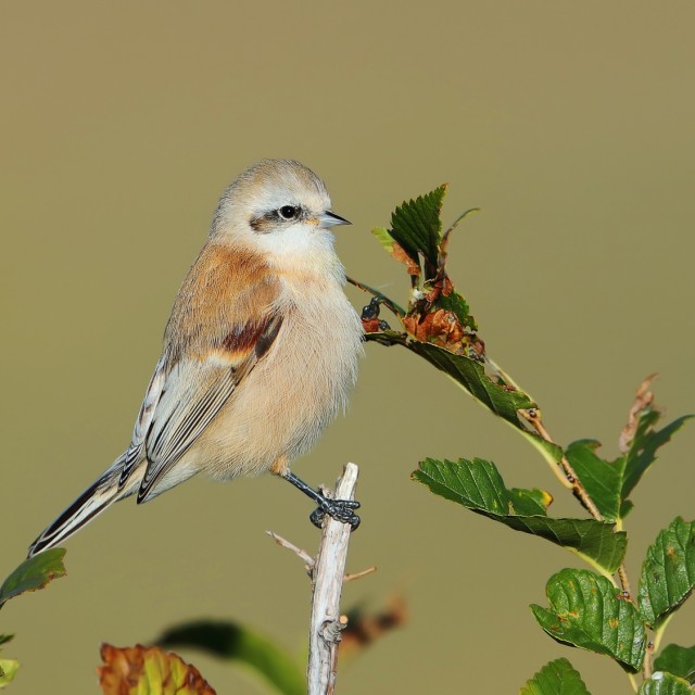 White-crowned Penduline Tit, Remiz coronatus, at Ongi valley in Mongolia.