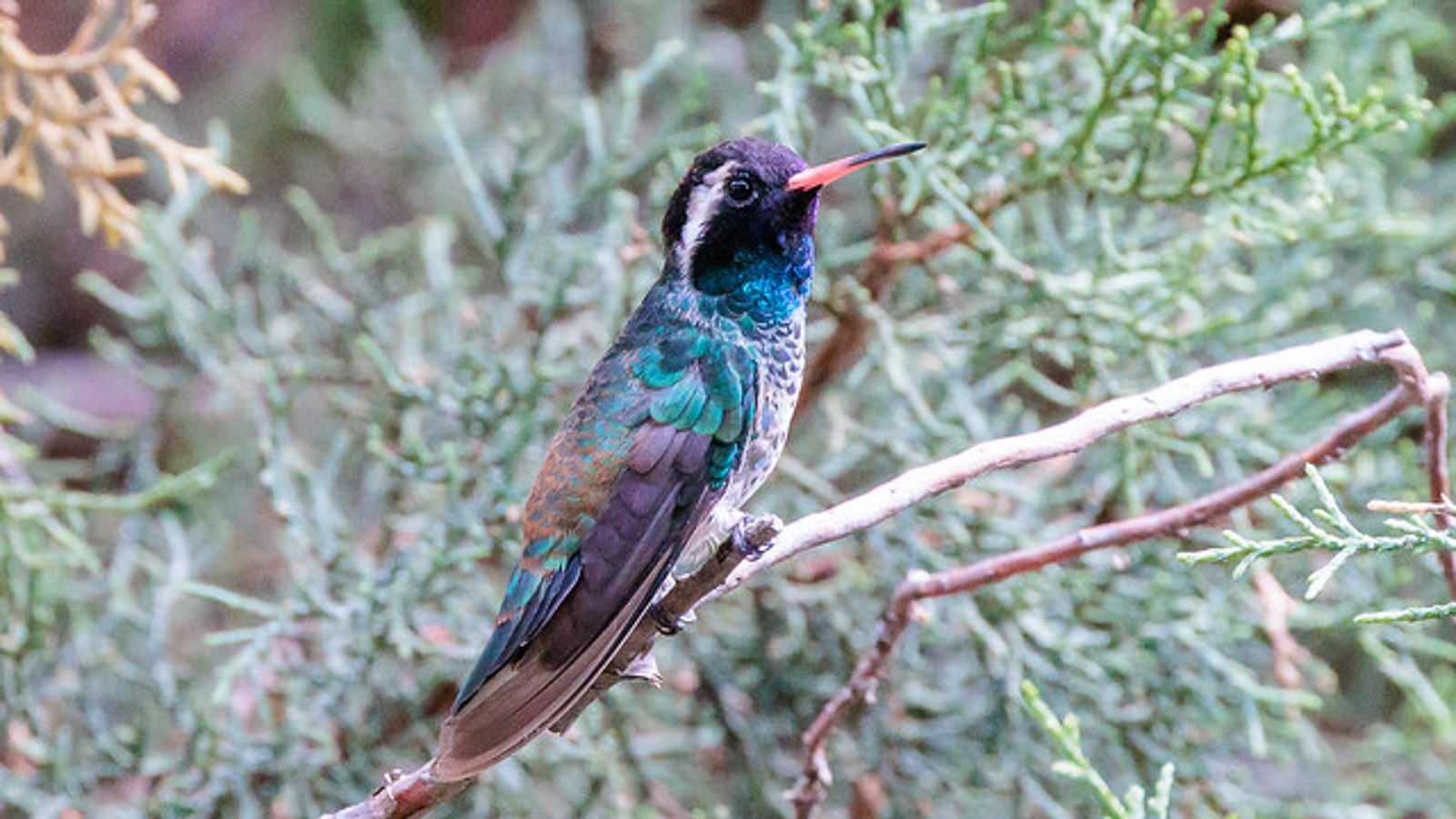 White-eared Hummingbird