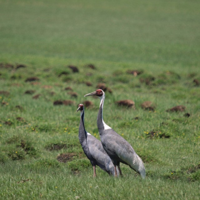 White-naped Crane