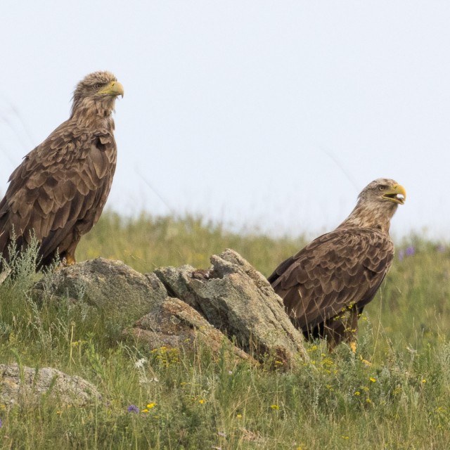 White-tailed Eagles