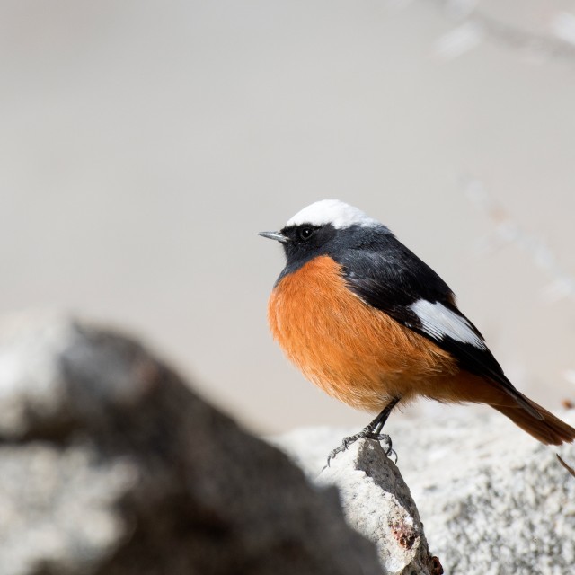 White-winged Redstart