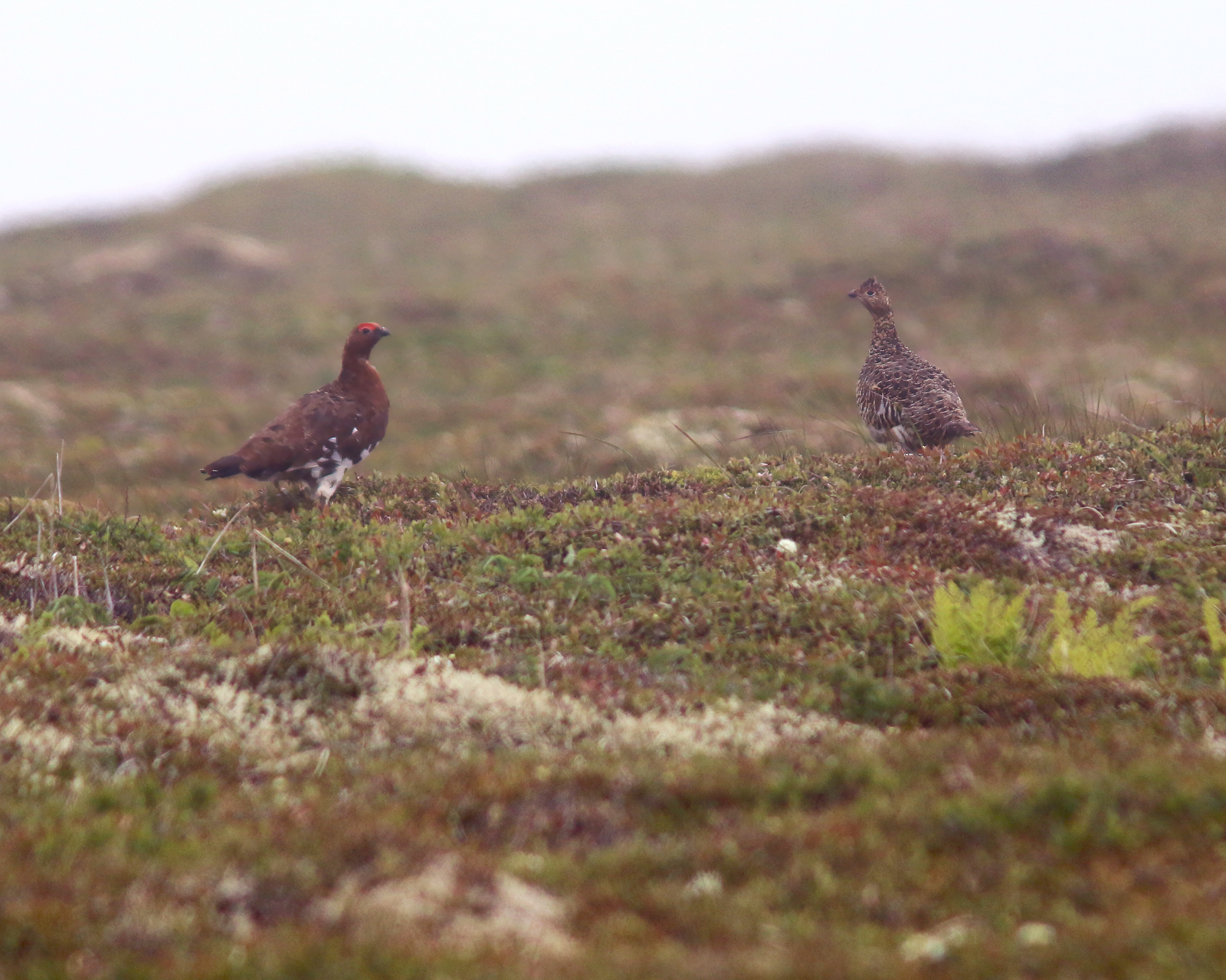 Willow Ptarmigan