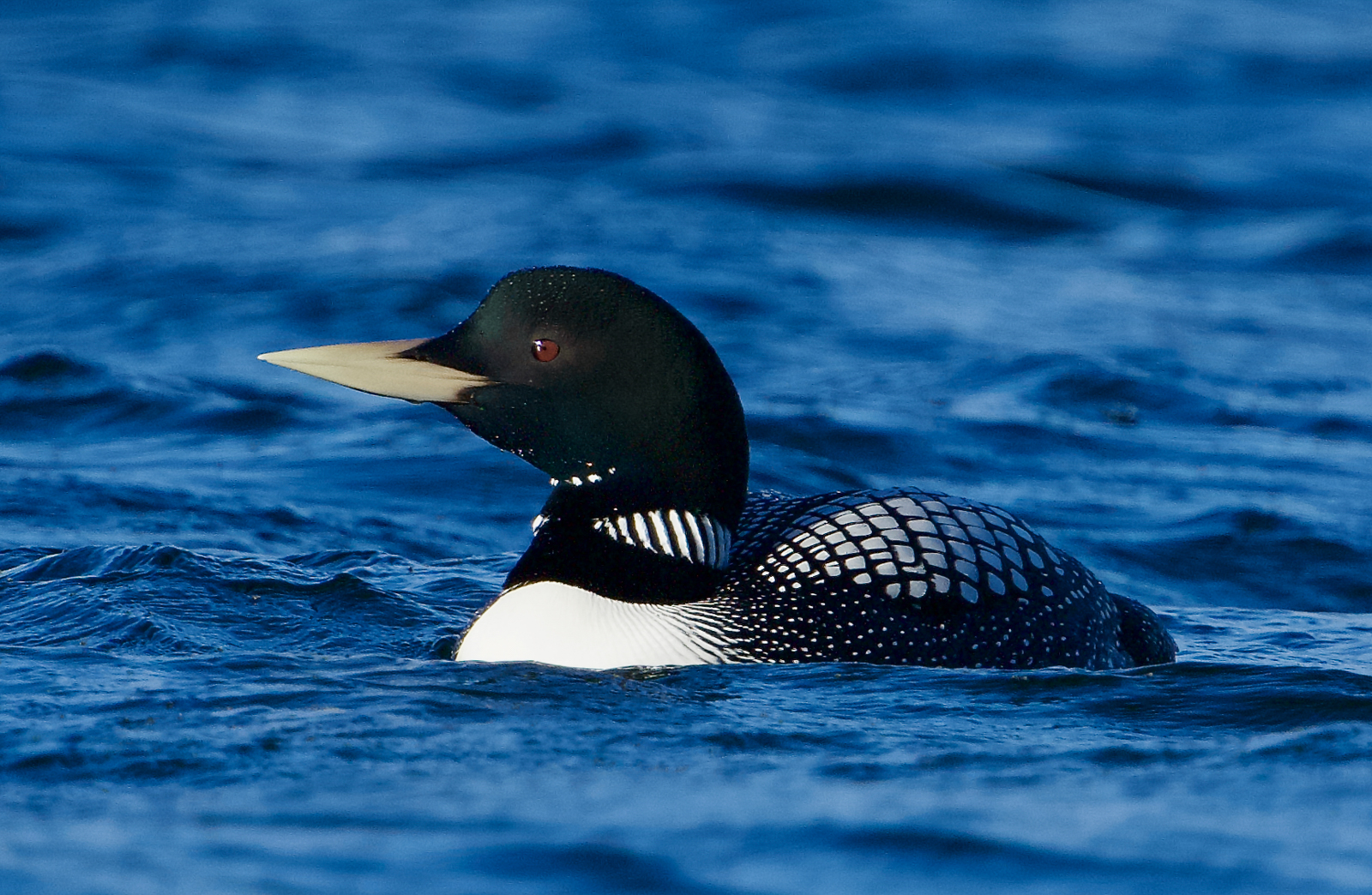 Yellow-billed Loon