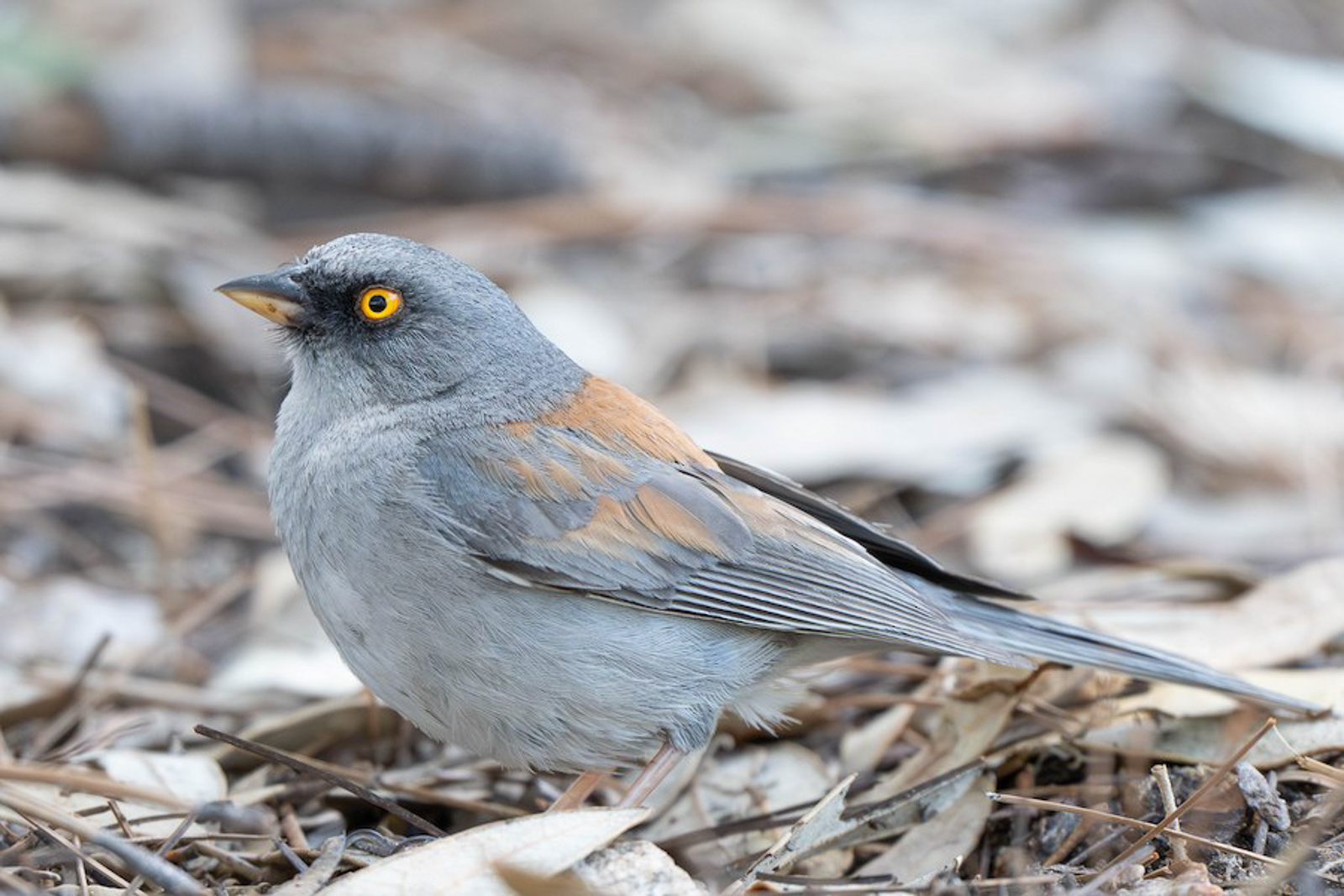 Yellow-eyed Junco