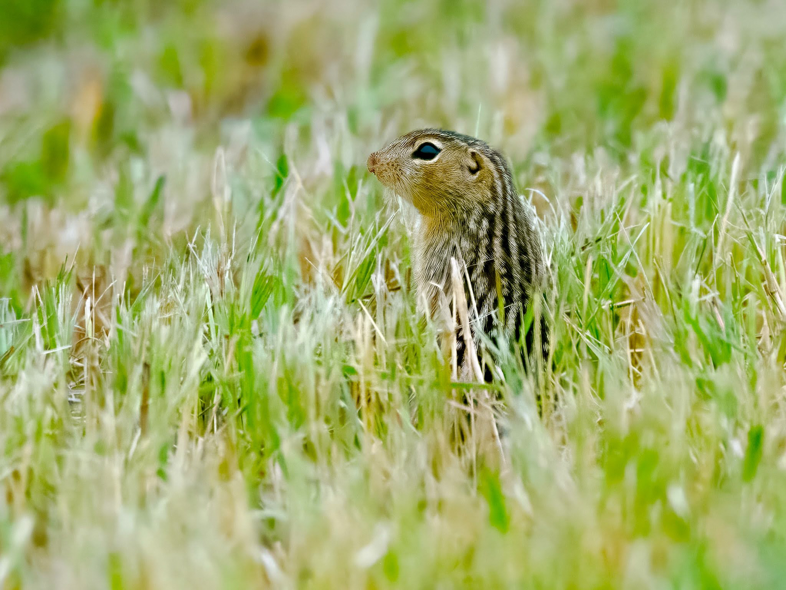 Thirteen-lined Ground-Squirrel