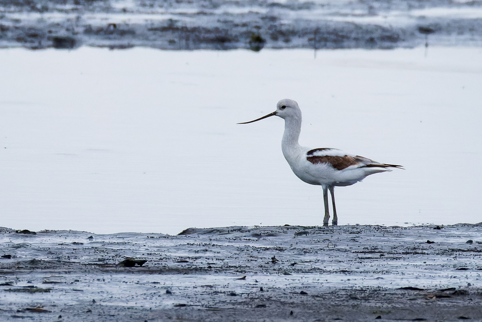 American Avocet