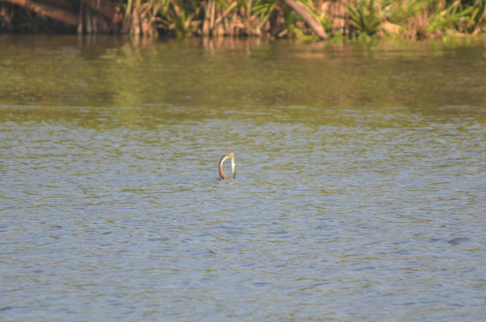 Australasian Darter with fish