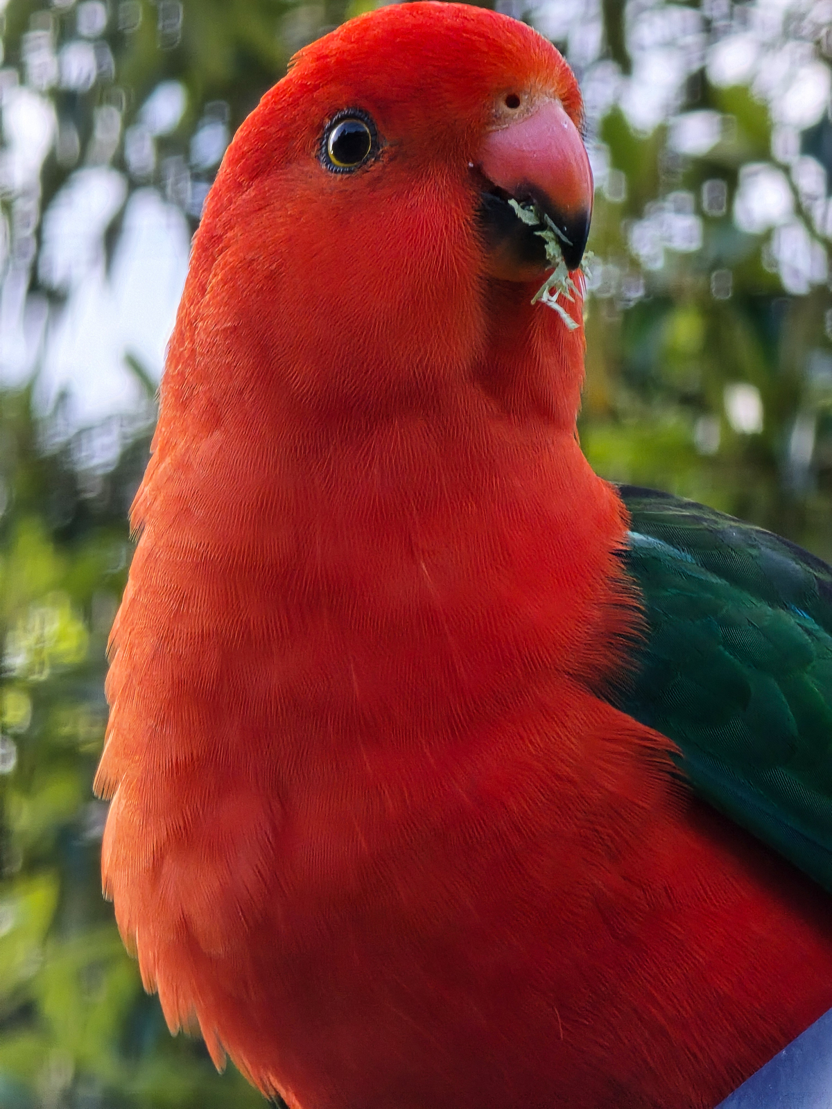 Australian King Parrot