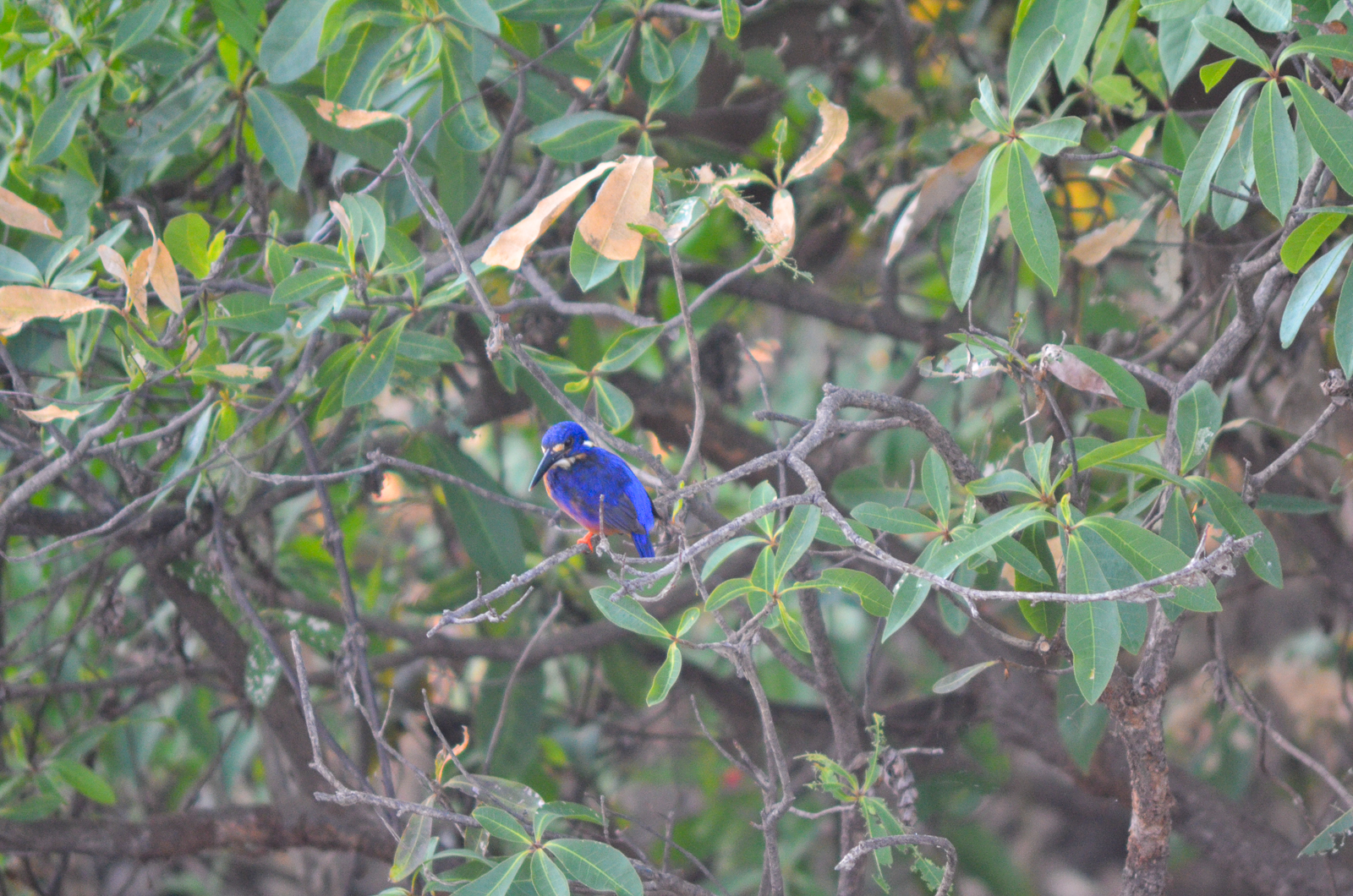 Azure Kingfisher