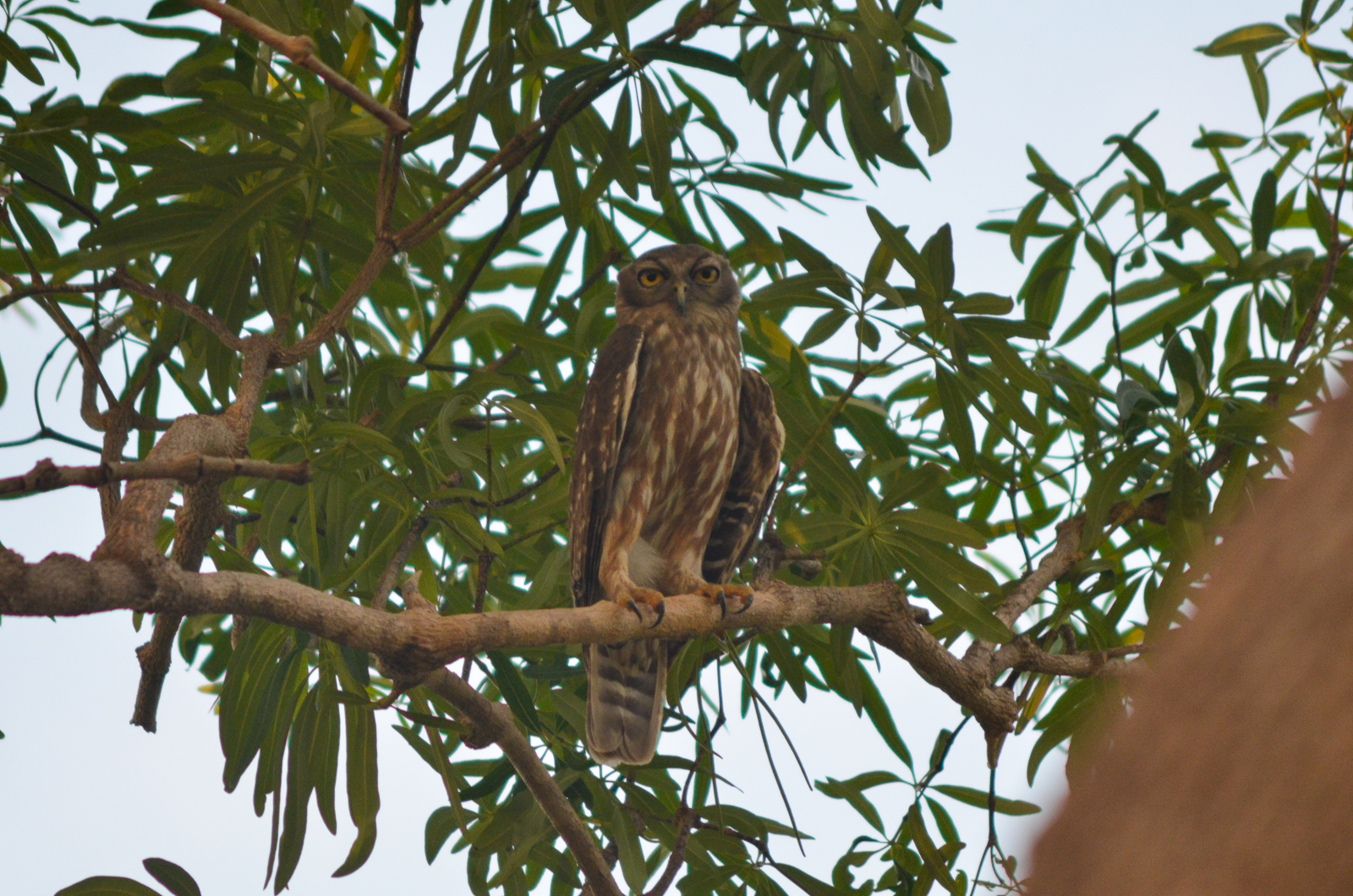 Barking Owl