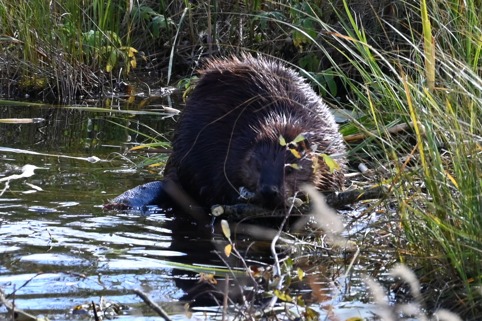 Beaver