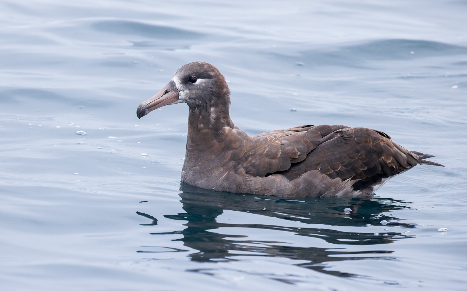 Black-footed Albatross