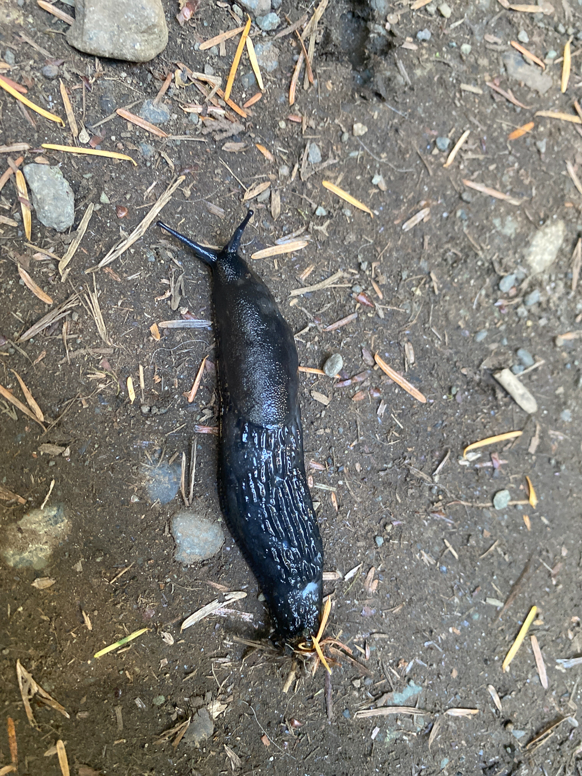 Black Slug