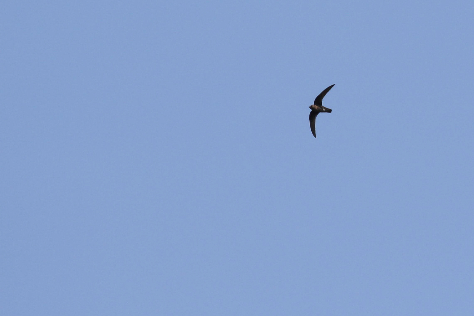 Black Swift