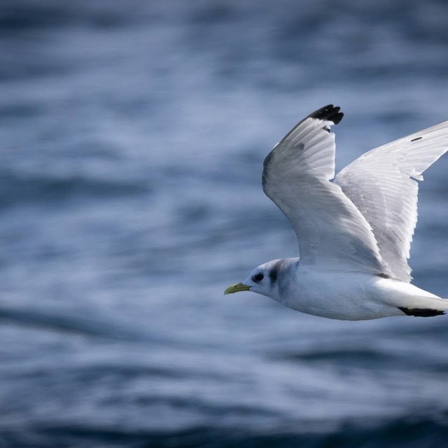 Black-legged Kittiwake