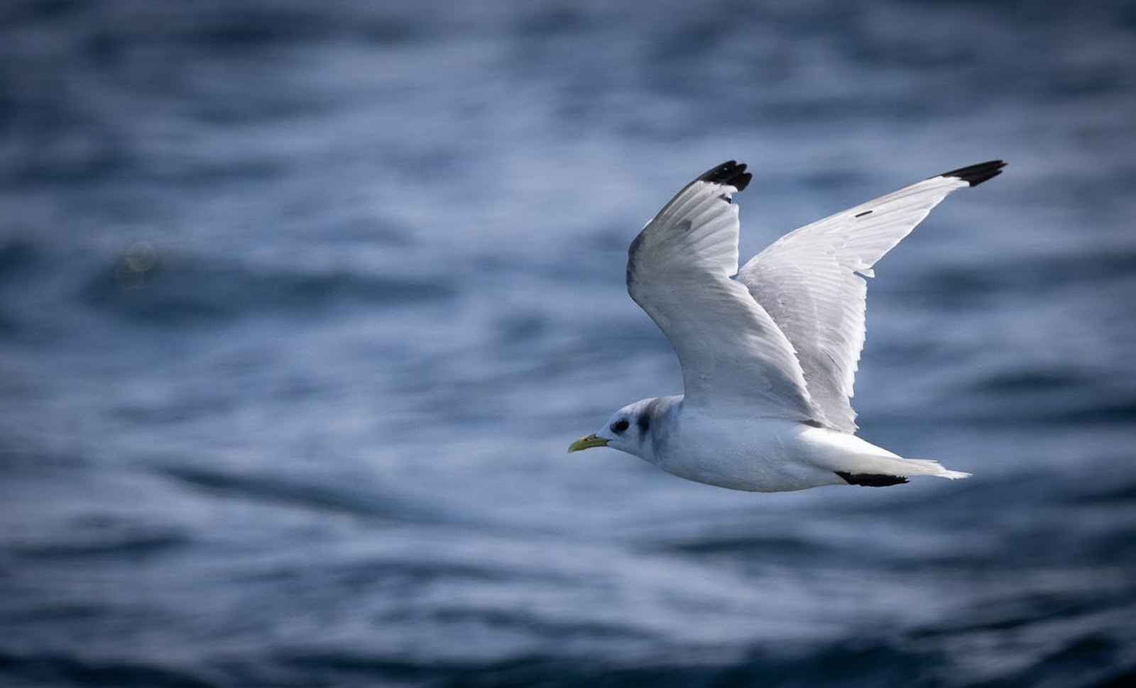 Black-legged Kittiwake
