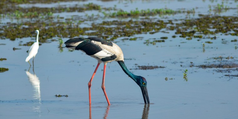 Tropical Australia Trip Report (Oct 1 - 9, 2024)