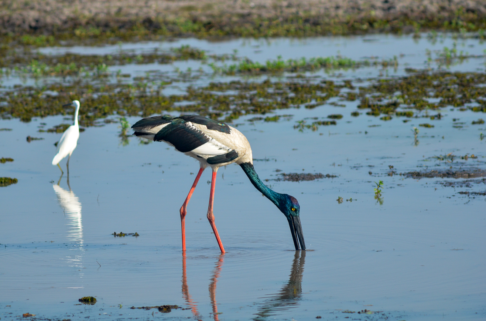 Black-necked Stork