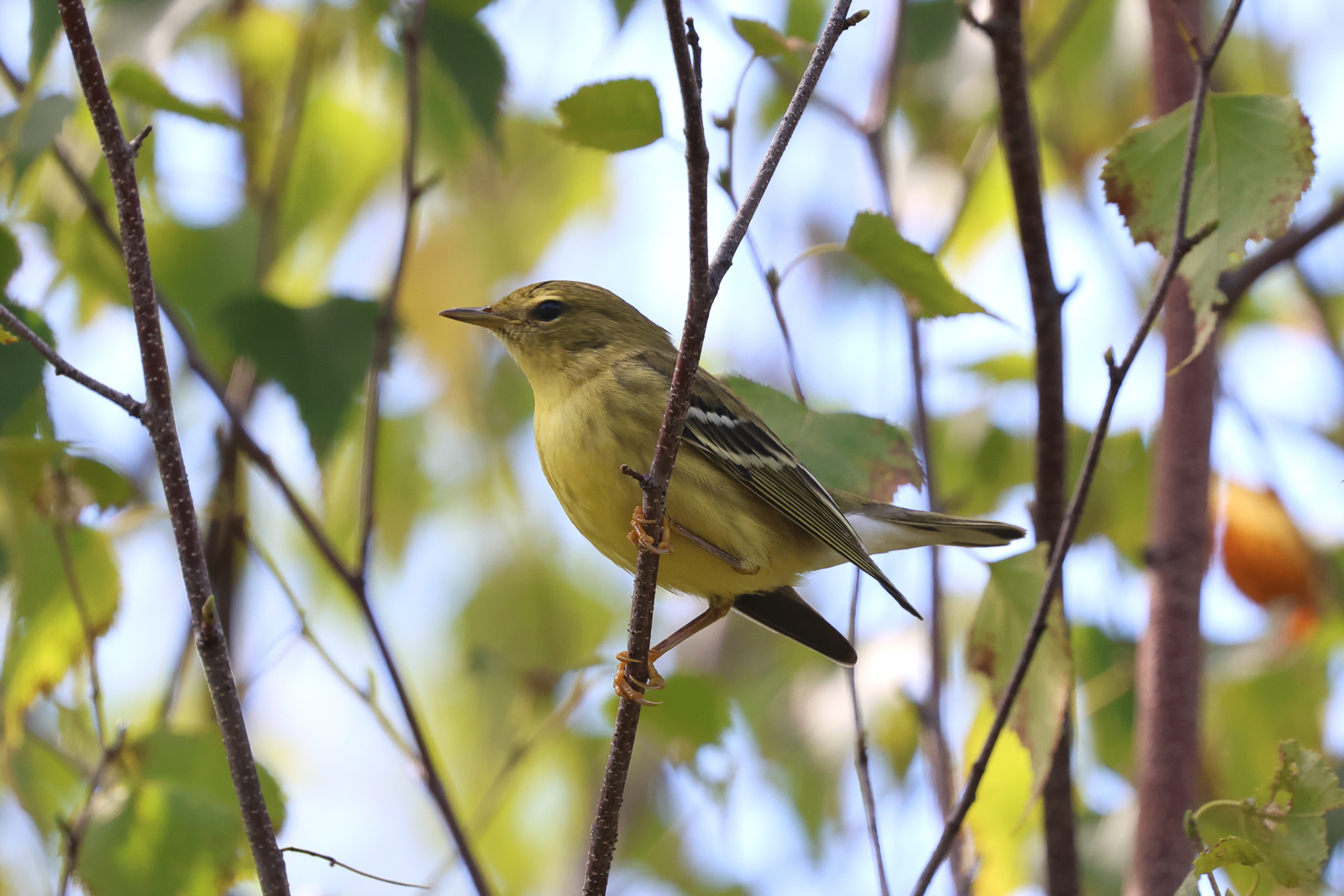 Fall Blackpoll Warbler