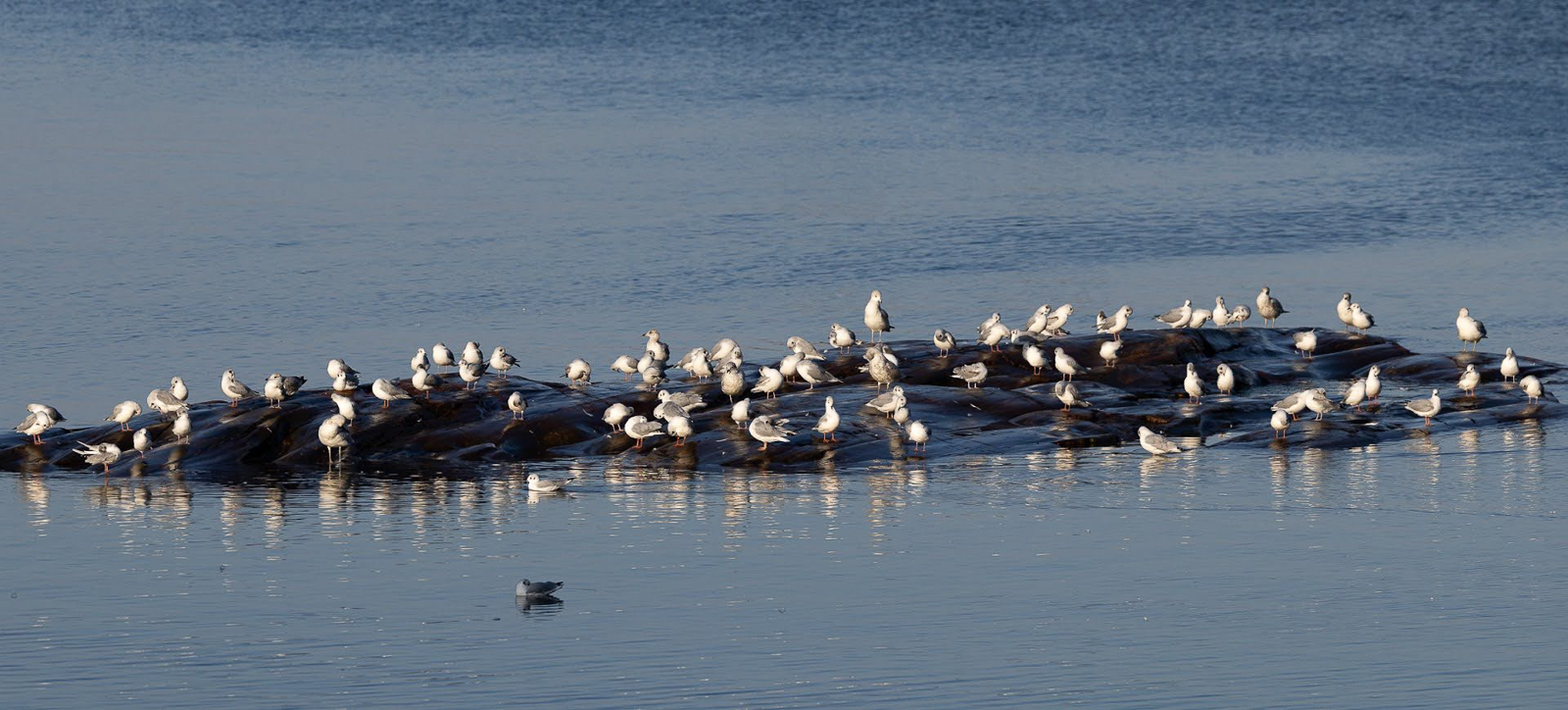 Bonaparte's Gull