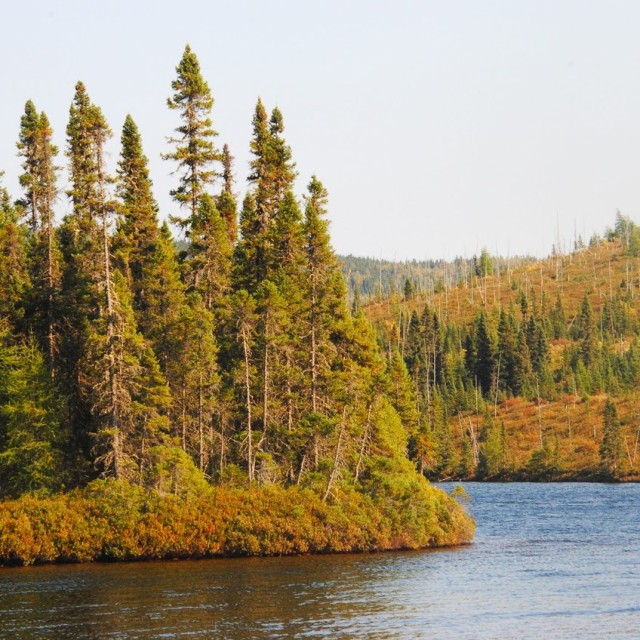 Boreal Forest Quebec