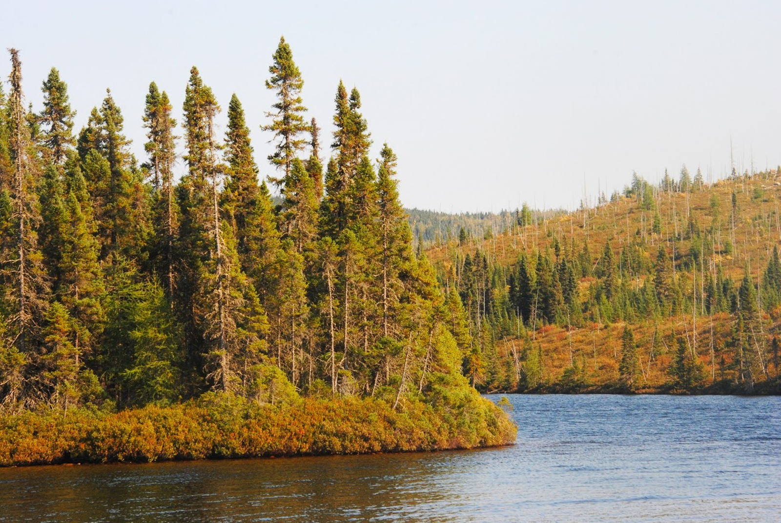 Boreal Forest Quebec