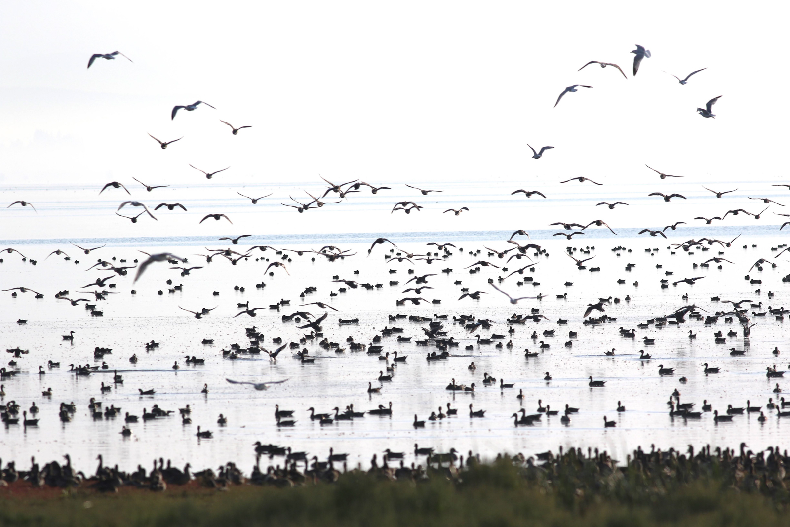 Boundary Bay waterfowl and gulls