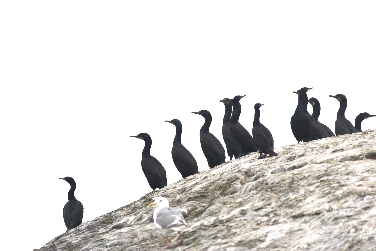 Brandt's and Pelagic Cormorant