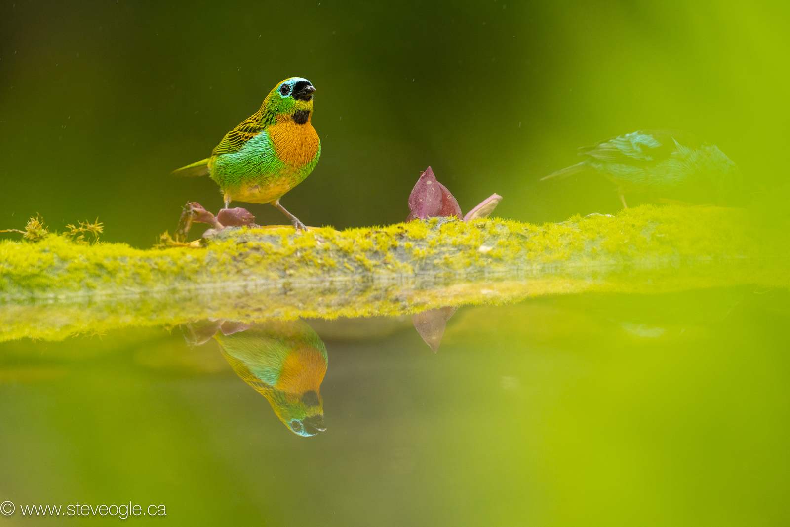 Brassy Breasted Tanager