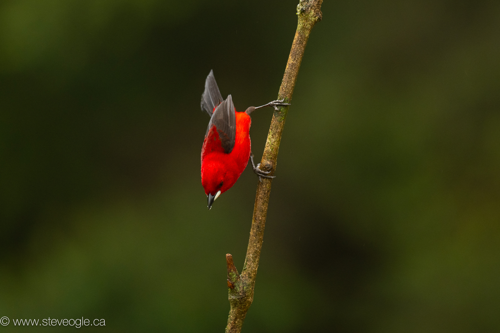 Brazilian Tanager