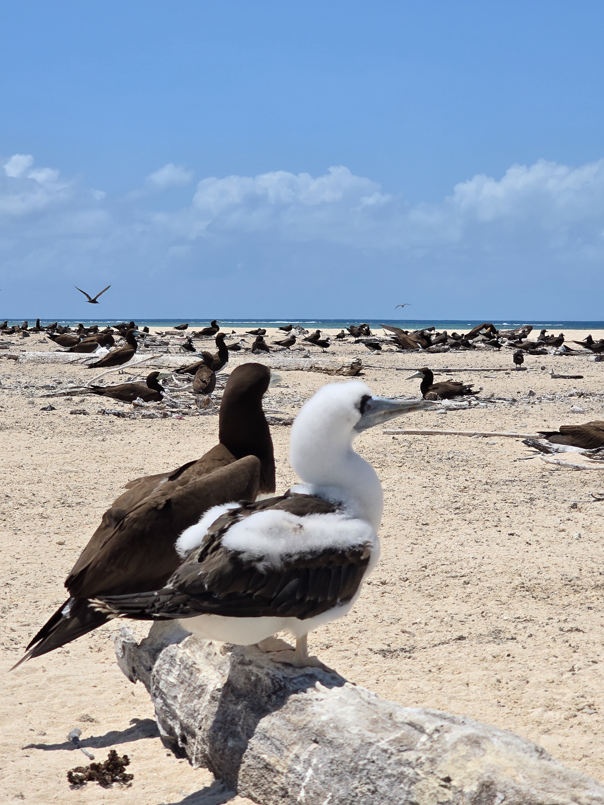 Brown Booby, Michaelmas Cay