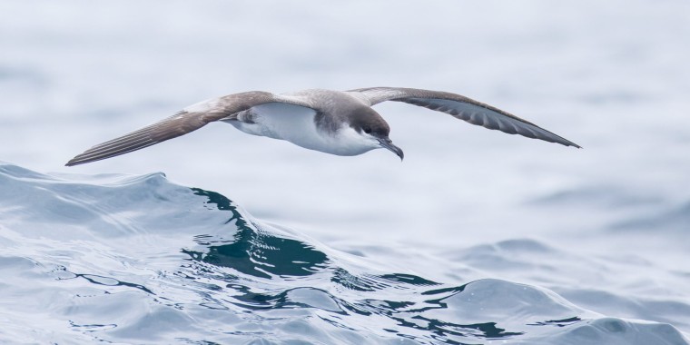 BC Coast and Pelagic Trip Report: Sep 8 -12, 2024