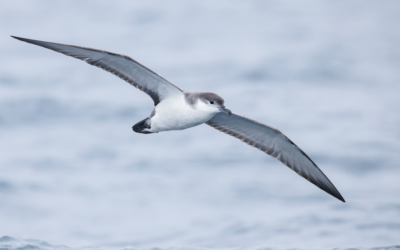Buller's Shearwater