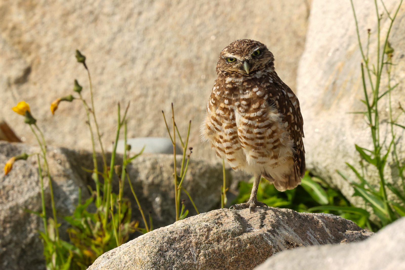 Burrowing Owl in Nova Scotia