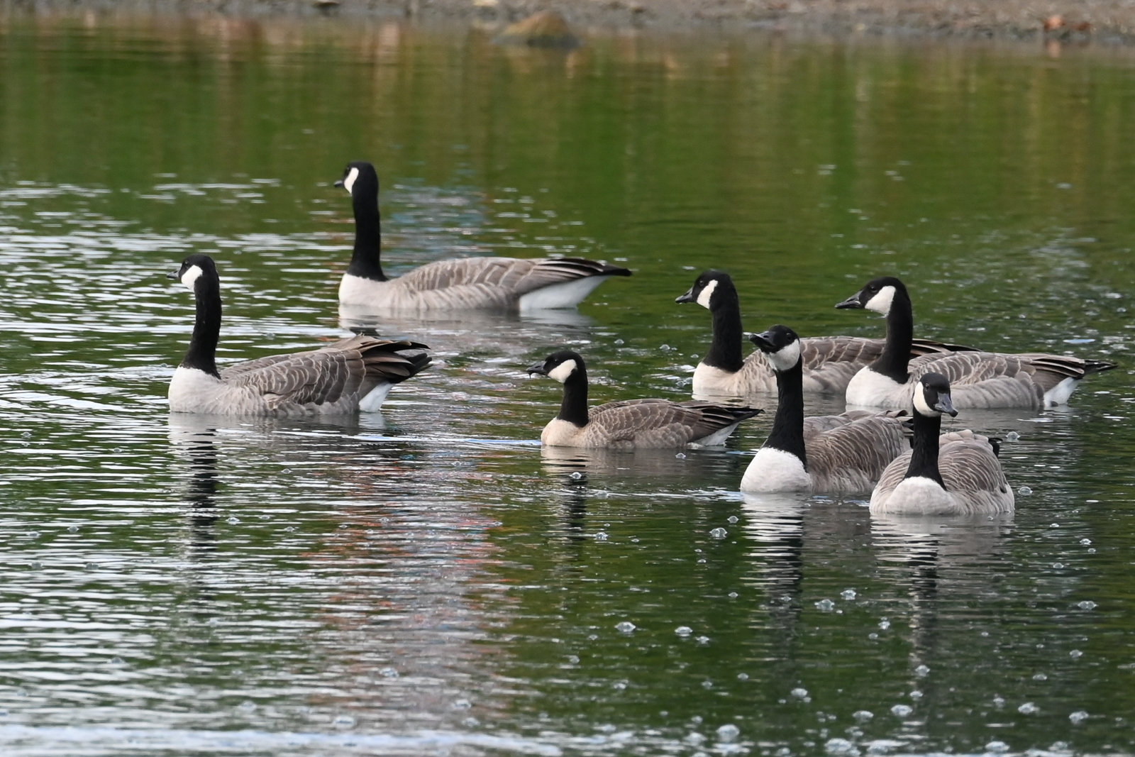 Cackling Goose surrounded by Canada Geese