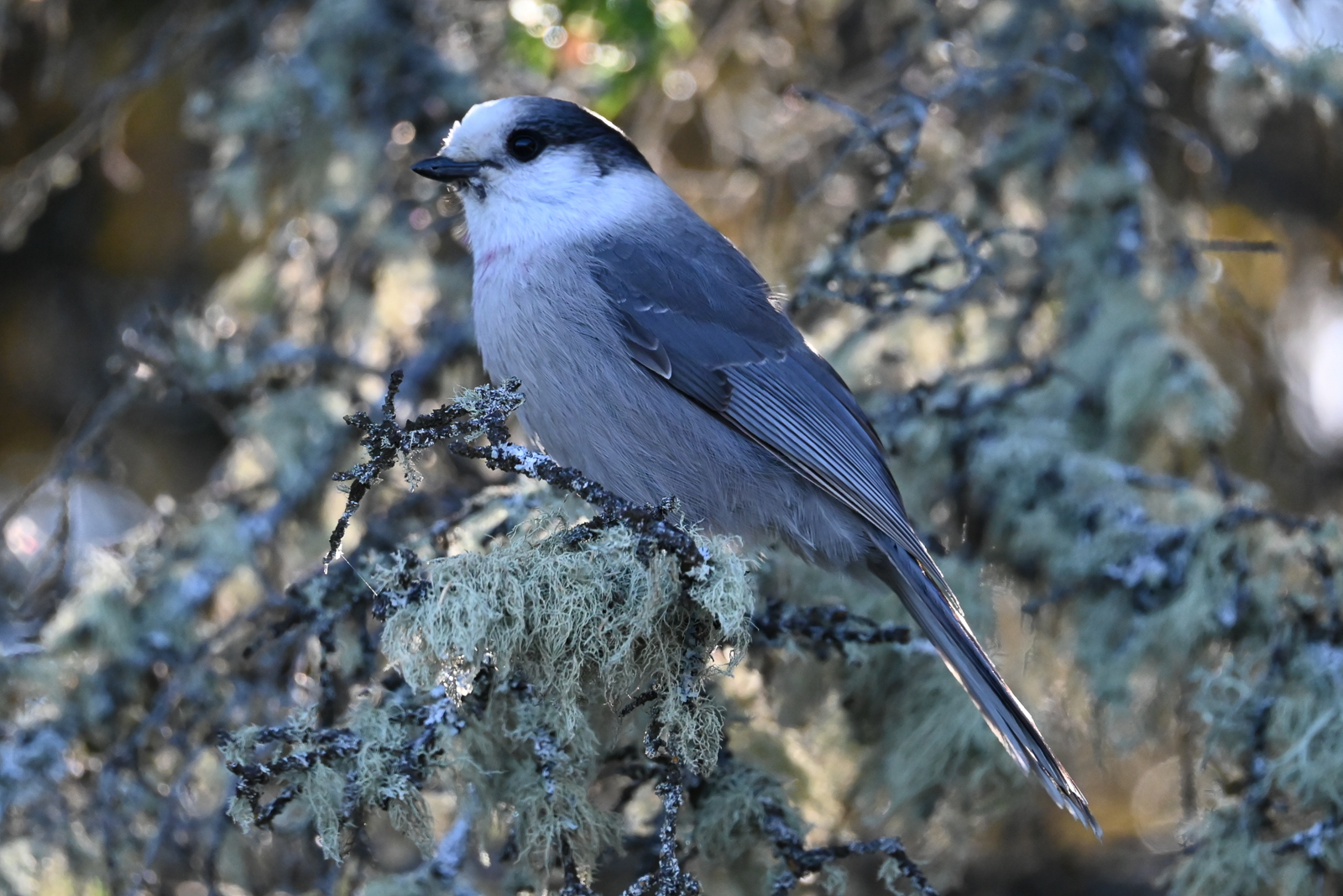 Canada Jay