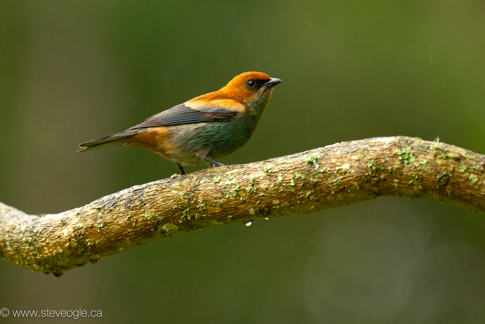 Chestnut-backed Tanager