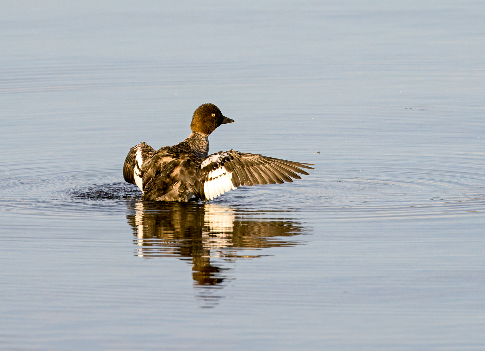 Common Goldeneye