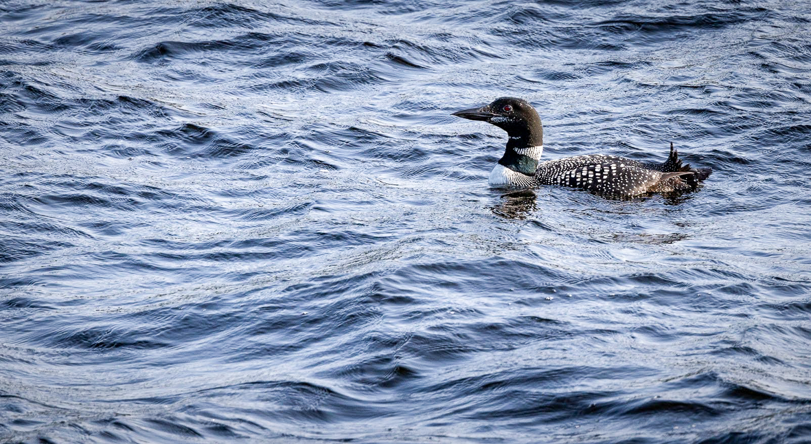 Common Loon