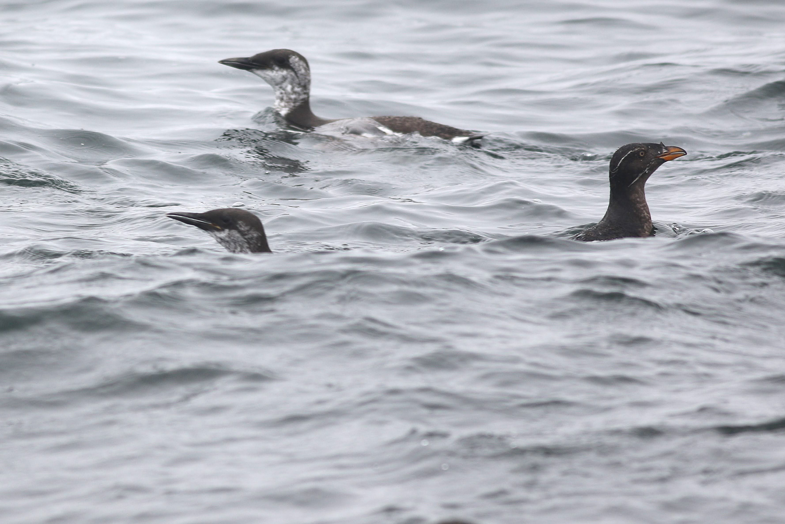 Common Murre and Rhinoceros Auklet