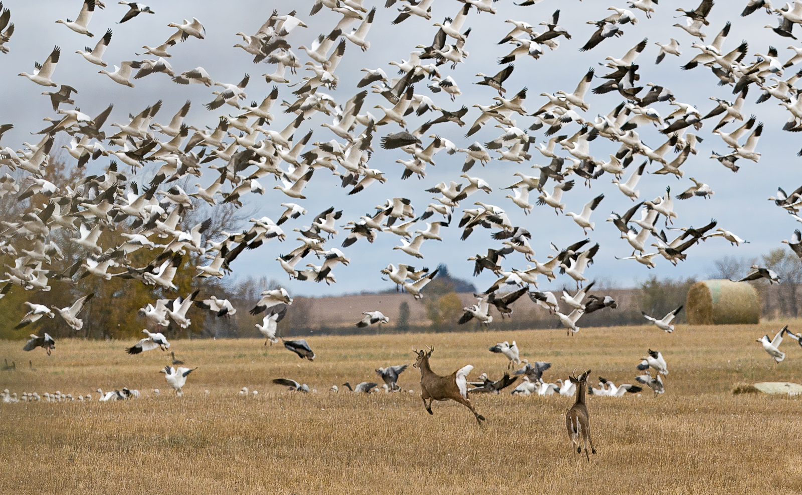Deer and Snow Geese