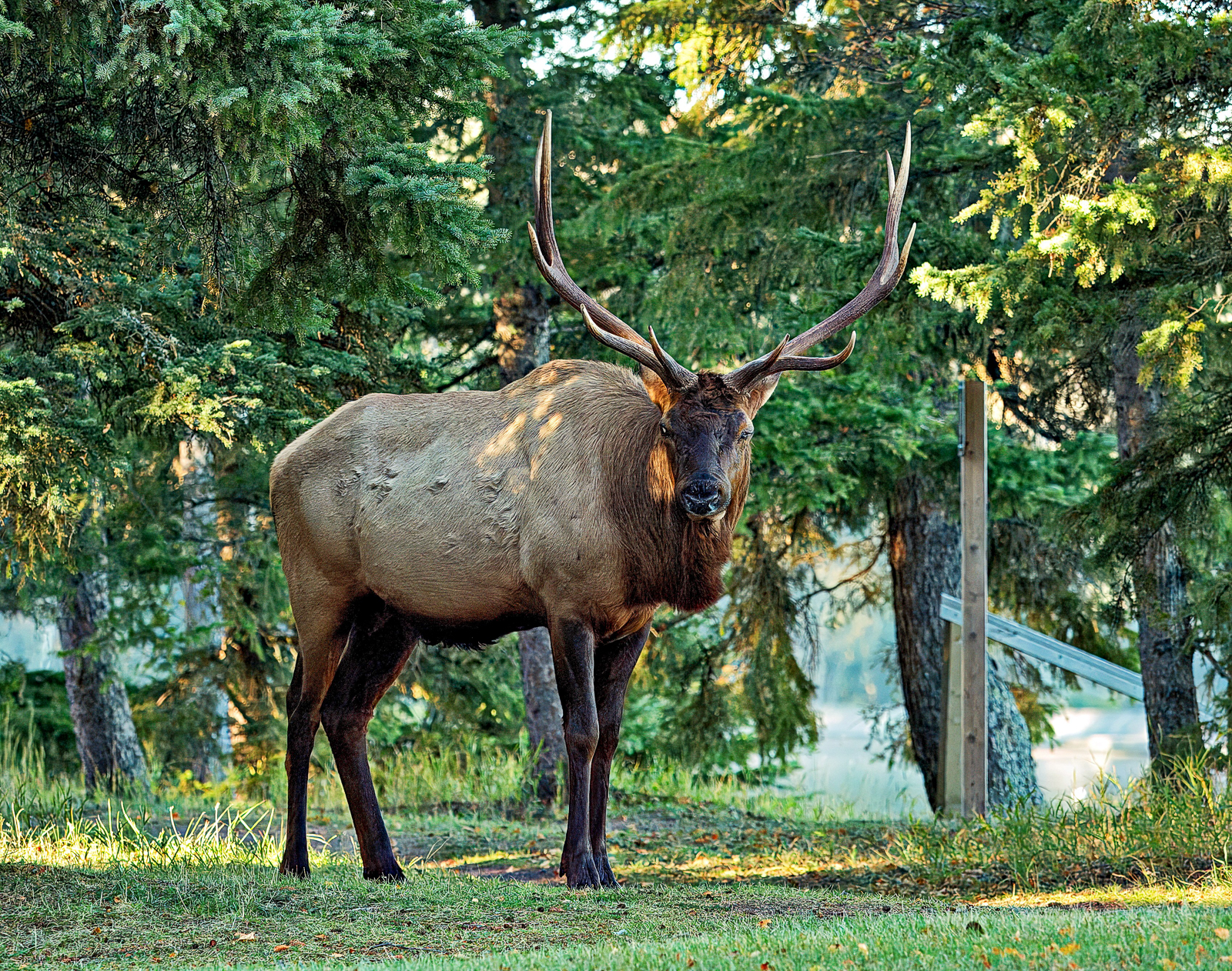 Elk