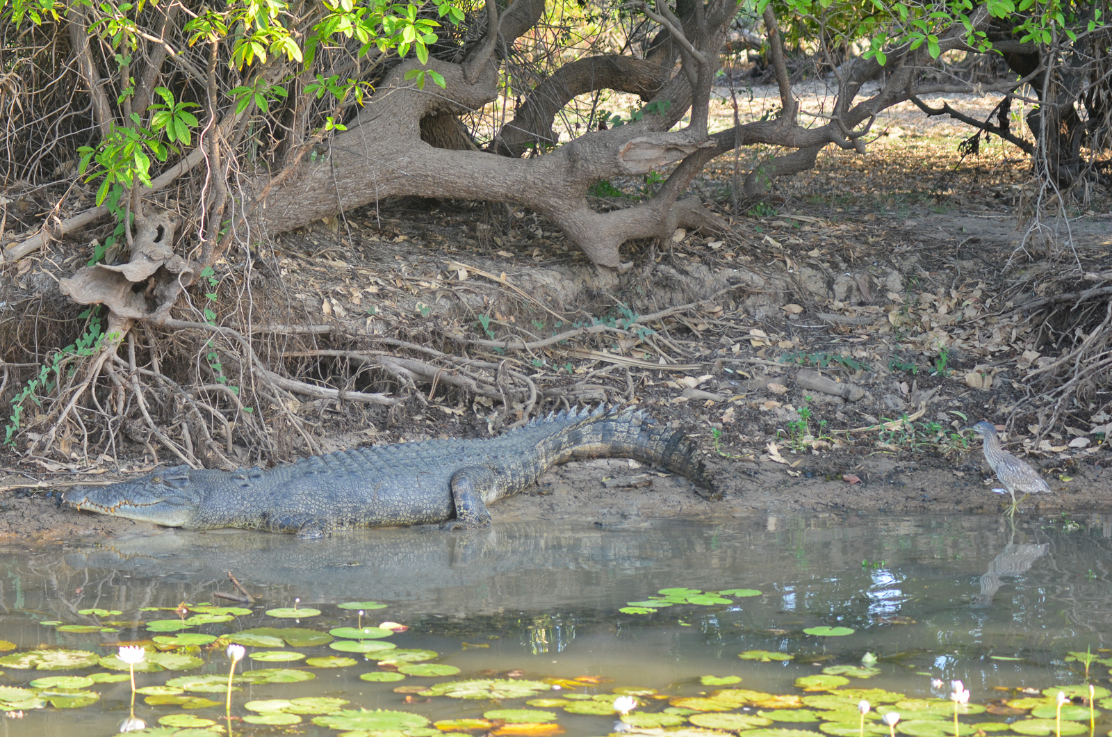 Estuarine Crocodile and Nankeen Night-Heron