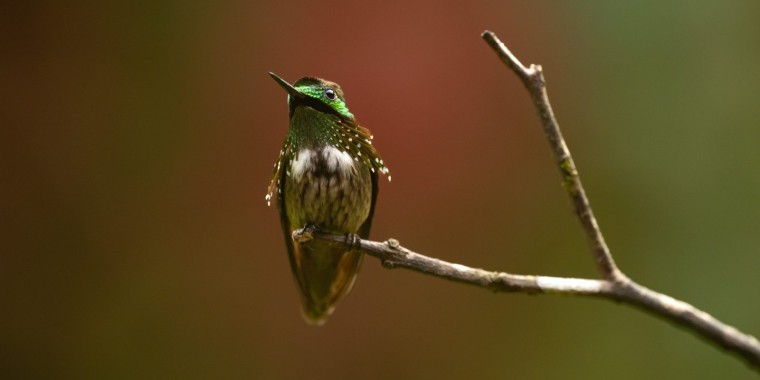 Brazil: Atlantic Rainforest Trip Report 2024