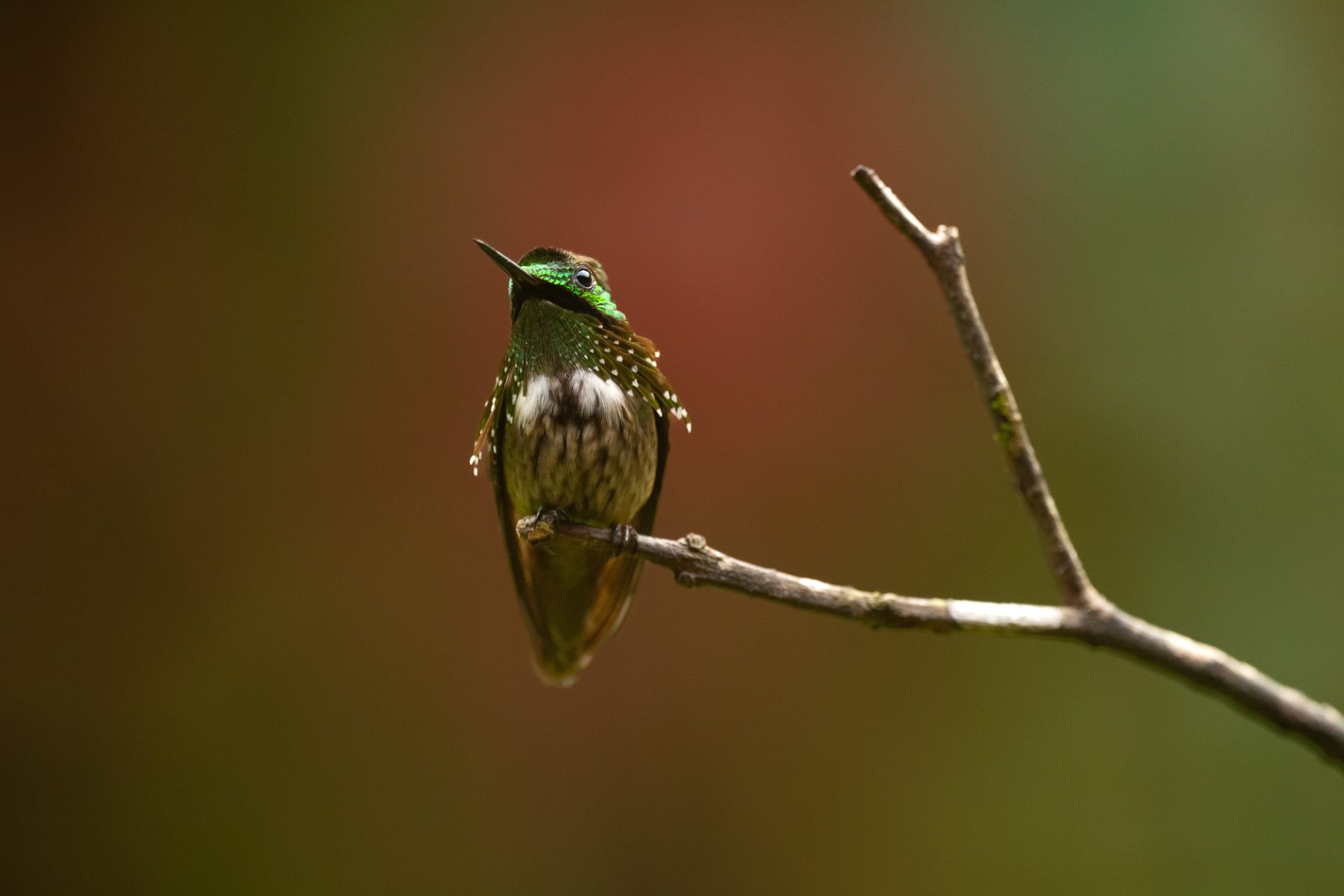 Brazil: Atlantic Rainforest Trip Report 2024 - Eagle-Eye Tours