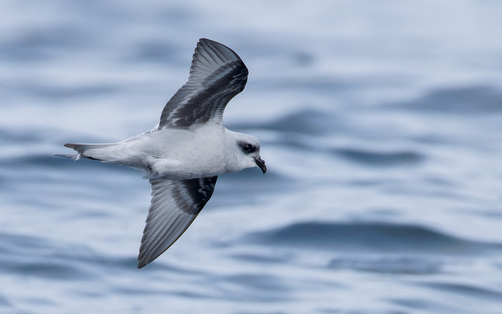 Fork-tailed Storm-petrel 