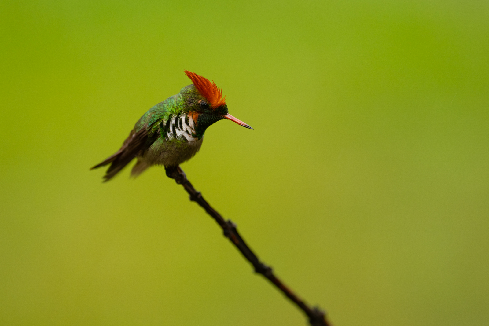 Frilled Coquette