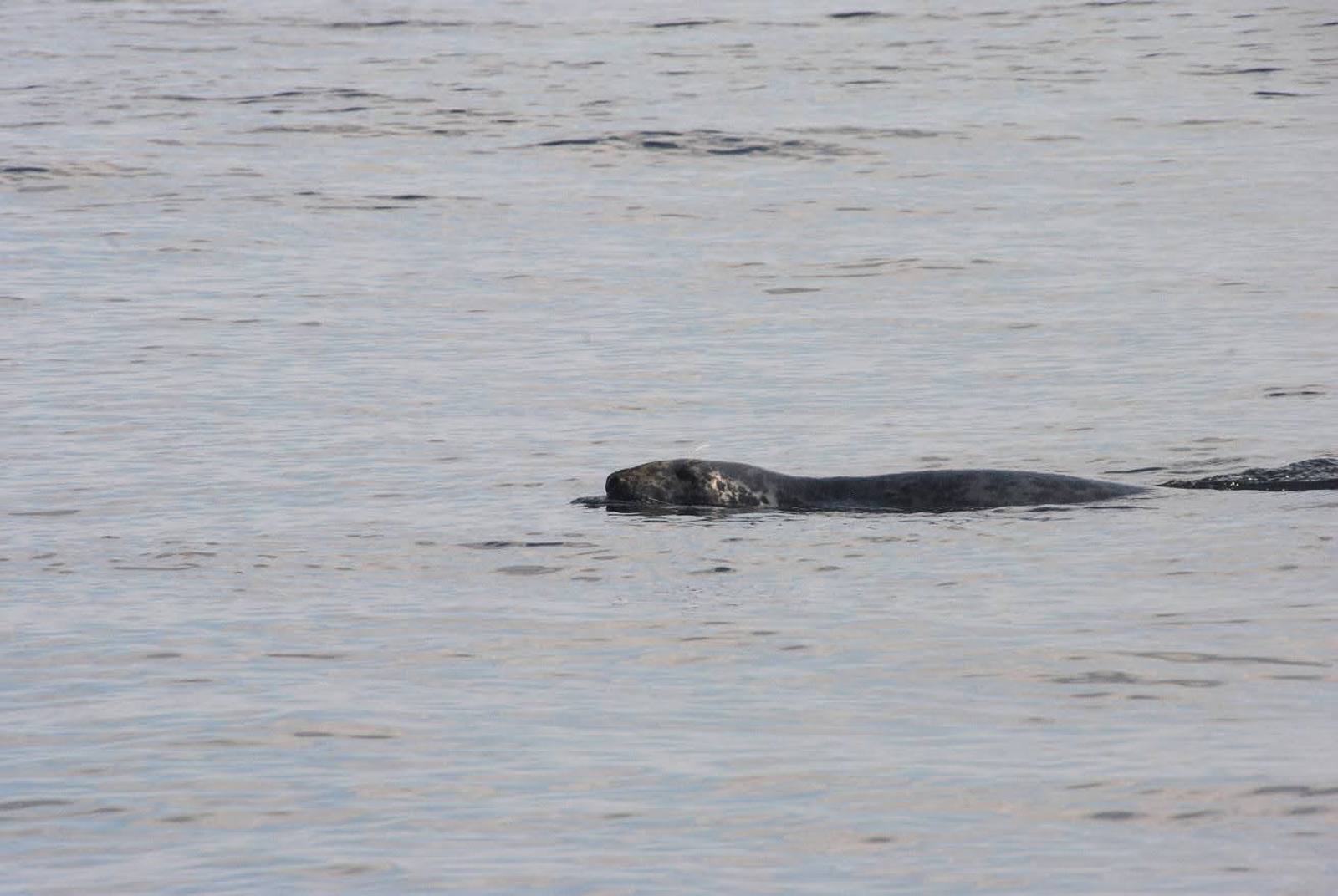 Gray Seal